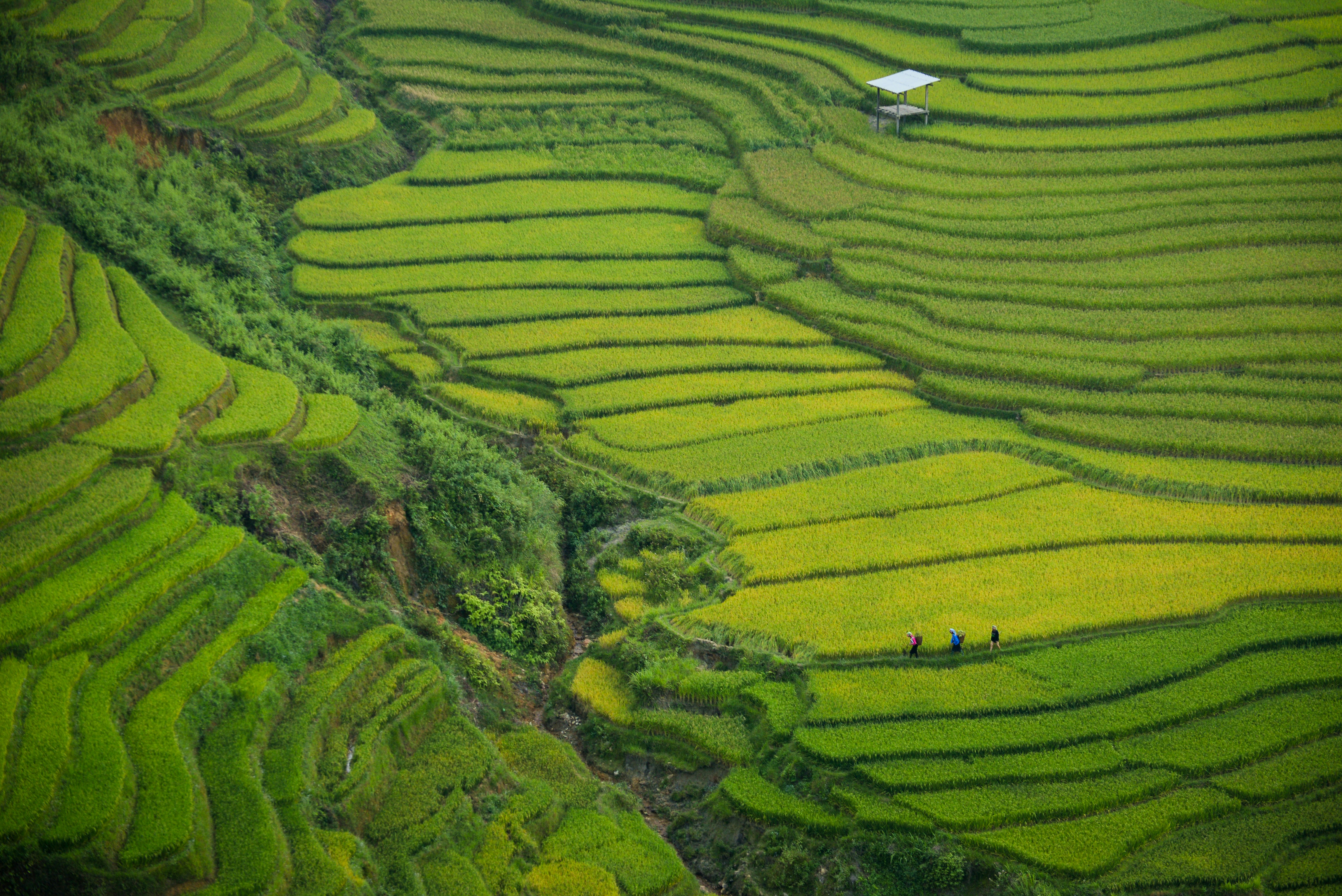 Sapa